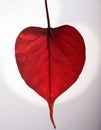 Red heart leaf on white Royalty Free Stock Photo