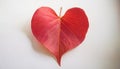 Red heart leaf on white Royalty Free Stock Photo
