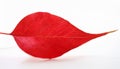 Red heart leaf on white Royalty Free Stock Photo
