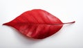 Red heart leaf on white Royalty Free Stock Photo