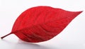 Red heart leaf on white Royalty Free Stock Photo