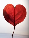 Red heart leaf on white Royalty Free Stock Photo