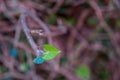 Heart shaped leaf of wild ivy around tree trunk Royalty Free Stock Photo