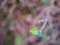 Heart shaped leaf of wild ivy around tree trunk Royalty Free Stock Photo