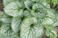 Heart shaped leaves of Brunnera macrophylla. Siberian Bugloss.