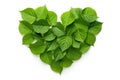 Heart-shaped Leaves: Embracing Love and Nature in Eco-Friendly Harmony