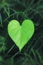 Heart-shaped leaves