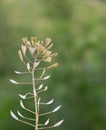 Heart shaped leaves of green wild Capsella bursa-pastoris shepherd`s-purse plant.