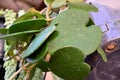 The heart-shaped leaves of Hoya kerrii Royalty Free Stock Photo