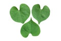 Heart shaped leaves isolated on white background,the concept of love for nature,or eco concept,clipping path is included Royalty Free Stock Photo