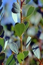 Heart shaped leaves of the Heart-Leaf Mallee, Eucalyptus websteriana