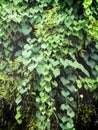 Heart shaped leaves Royalty Free Stock Photo