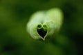 Heart-shaped leaves Royalty Free Stock Photo