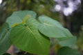 Heart shaped leaves on tree