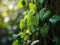 Heart-shaped Leaves on a Vine - AI Generated Royalty Free Stock Photo