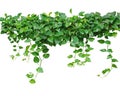 Heart shaped leaves vine, devil's ivy, golden pothos, isolated o