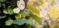 Heart shaped leaves vine, devil's ivy, golden pothos (Epipremnum