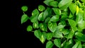 Heart shaped leaves vine, golden pothos Epipremnum aureum on b