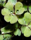 Heart shaped leaves with water drops