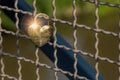 Heart shaped love padlock attatched to wire fence on a bridge. T