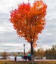 Heart shaped maple tree on a city street, fall season. People sitting on a bench looking at river.