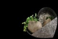 Heart shaped metal container holding two bunches of tender young plants in burlap wrappers isolated on black background with room