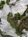 Heart shaped moss on stone Royalty Free Stock Photo