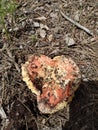 Heart Shaped Mushroom Royalty Free Stock Photo