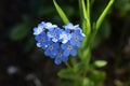 heart-shaped Myosotis alpestris or alpine forget-me-not