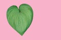 Heart shaped natural green leaf