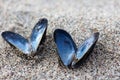 Heart shaped open mussel shell on the beach Royalty Free Stock Photo