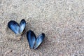 Heart shaped open mussel shell on the beach Royalty Free Stock Photo