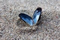 Heart shaped open mussel shell on the beach Royalty Free Stock Photo