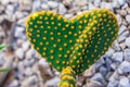 Heart shaped Opuntia microdasys cactus stem with polka-dot like pattern created by the yellow glochids clusters