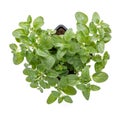 Heart shaped oregano bush in a pot. Oregano seedling isolated on white. Top view. Love gardening concept