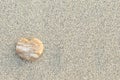 Heart shaped pebble on the beach Royalty Free Stock Photo