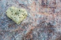 Heart shaped piece of coral on grey cracked rock background