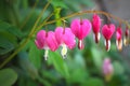 Heart-shaped pink blossoms of the popular spring garden flower called bleeding heart, Germany Royalty Free Stock Photo