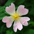 Heart shaped pink flower