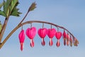 Heart shaped pink and white flowers of Bleeding heart Royalty Free Stock Photo