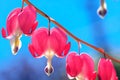 Purple heart shaped pink and white flowers of Bleeding Heart. Lyre Royalty Free Stock Photo