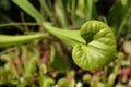 Heart Shaped Pitcher