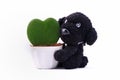 Heart-shaped plant in a flower pot with dog Royalty Free Stock Photo