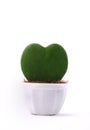 Heart-shaped plant in a flower pot isolated Royalty Free Stock Photo