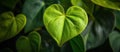 Heart Shaped Plant With Green Leaves Royalty Free Stock Photo