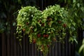 Heart-shaped plant hanger with greenery spilling over, for Valentine\'s. AI Generated Royalty Free Stock Photo
