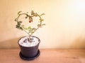 Heart shaped plant in a pot on wooden table. Royalty Free Stock Photo