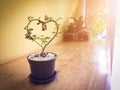 Heart shaped plant in a pot on wooden table. Royalty Free Stock Photo