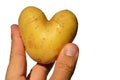 Heart shaped potato tuber Solanum Tuberosum held in three fingers of adult male man, white background