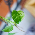 Heart-shaped Pothos Leaf with Beautiful Variegation Detail Royalty Free Stock Photo
